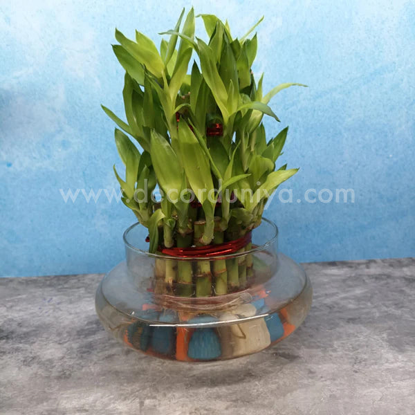 pebbles for lucky bamboo Bamboo with Glass Bowl and Pebbles