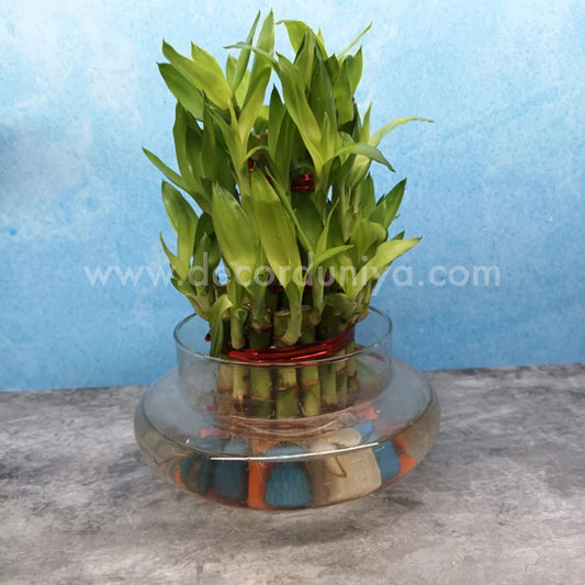 Bamboo with Glass Bowl and Pebbles - LB1