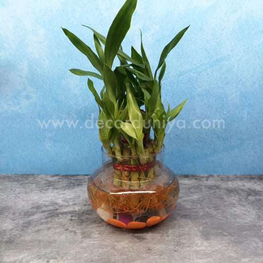 Bamboo with Glass Bowl and Pebbles - LB2