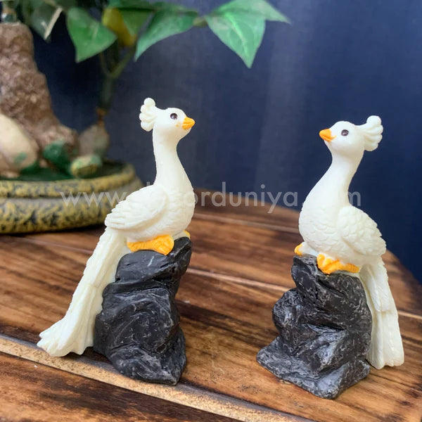 White Peacock on stone - PB04-c