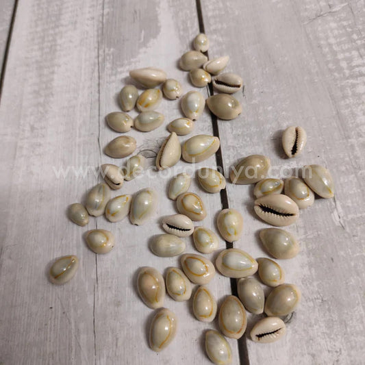 Lakshmi Pooja - Shell - S1