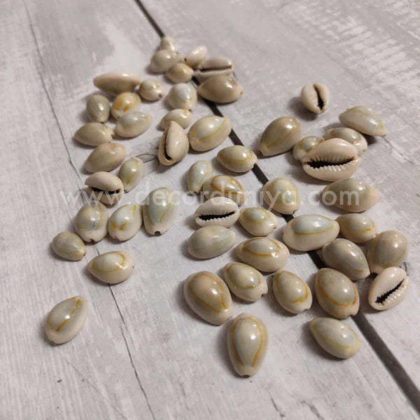 Lakshmi Pooja - Shell - S1