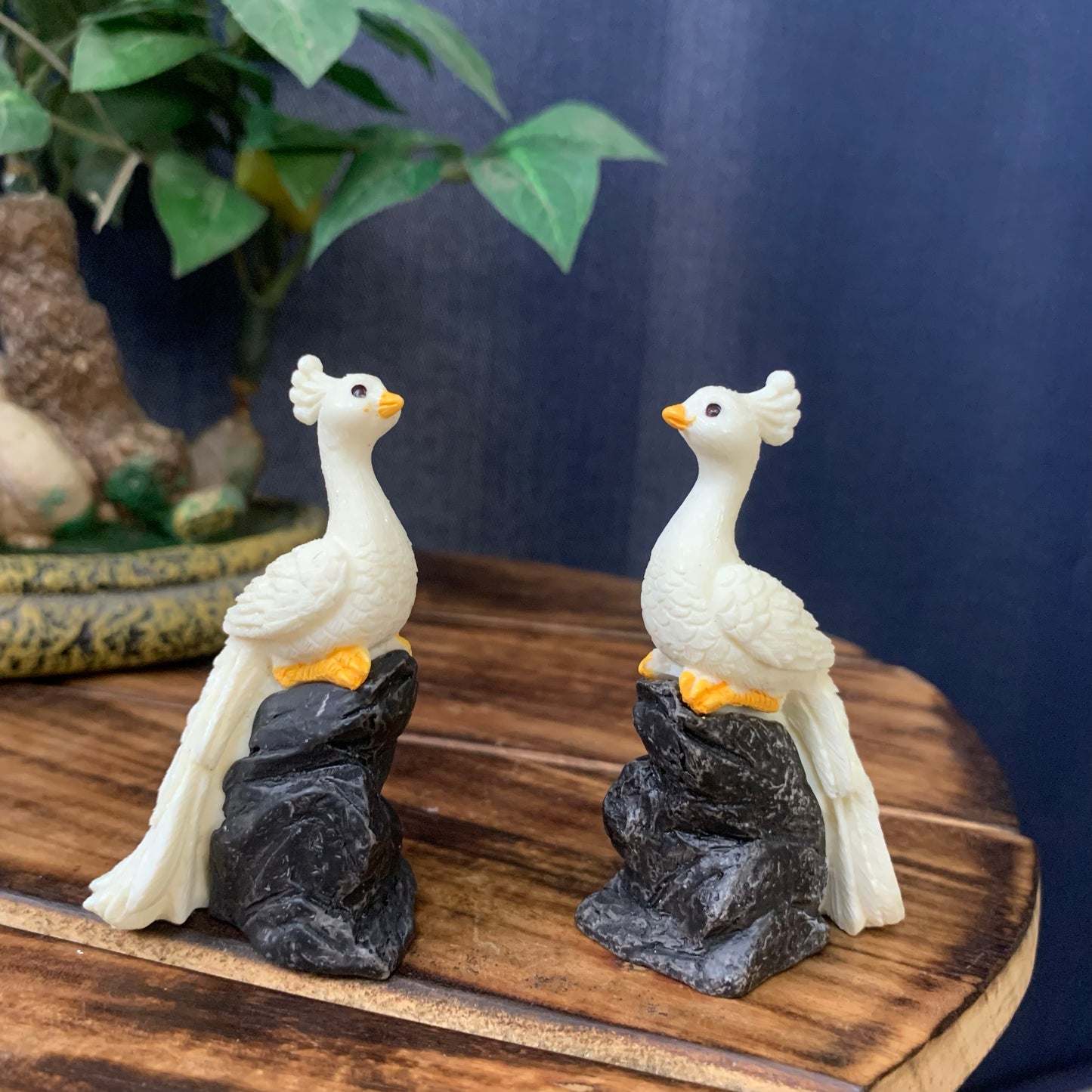 White Peacock on stone - PB04-c