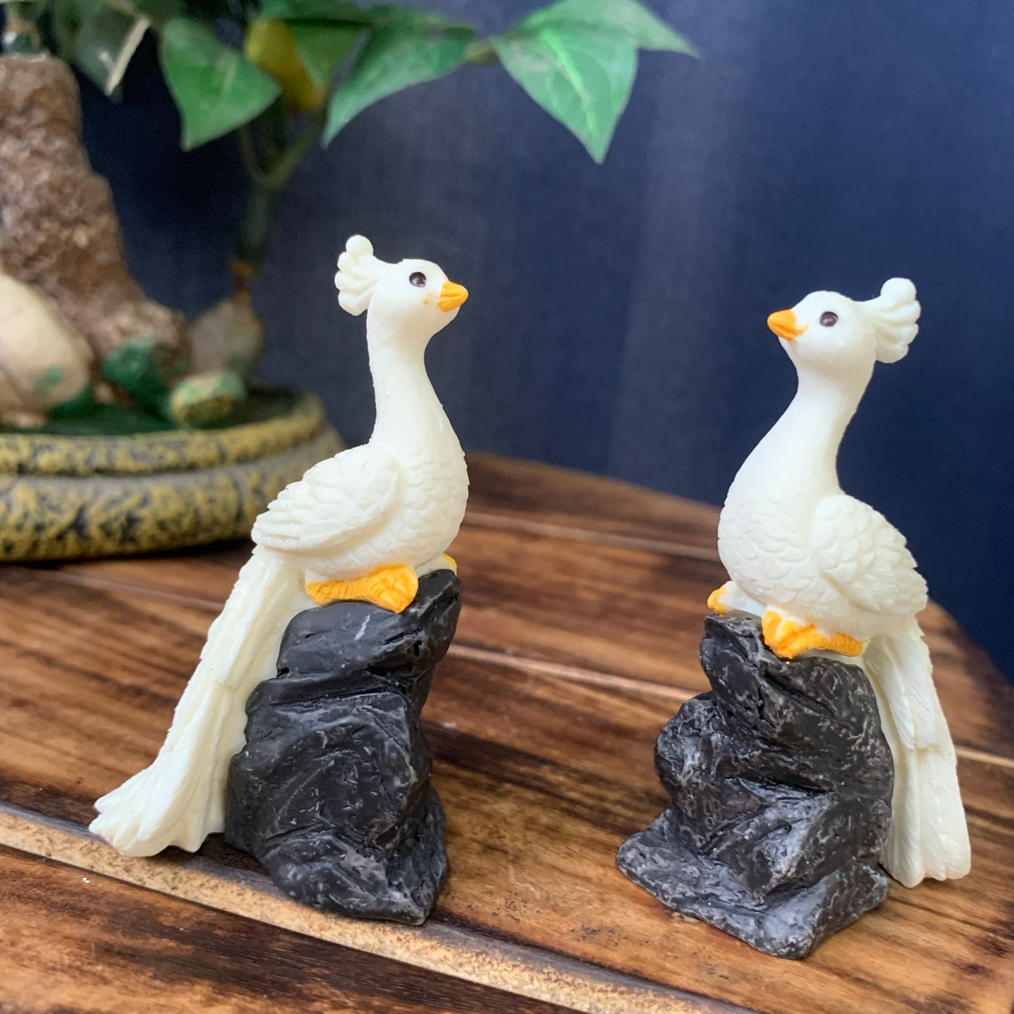 White Peacock on stone - PB04-c