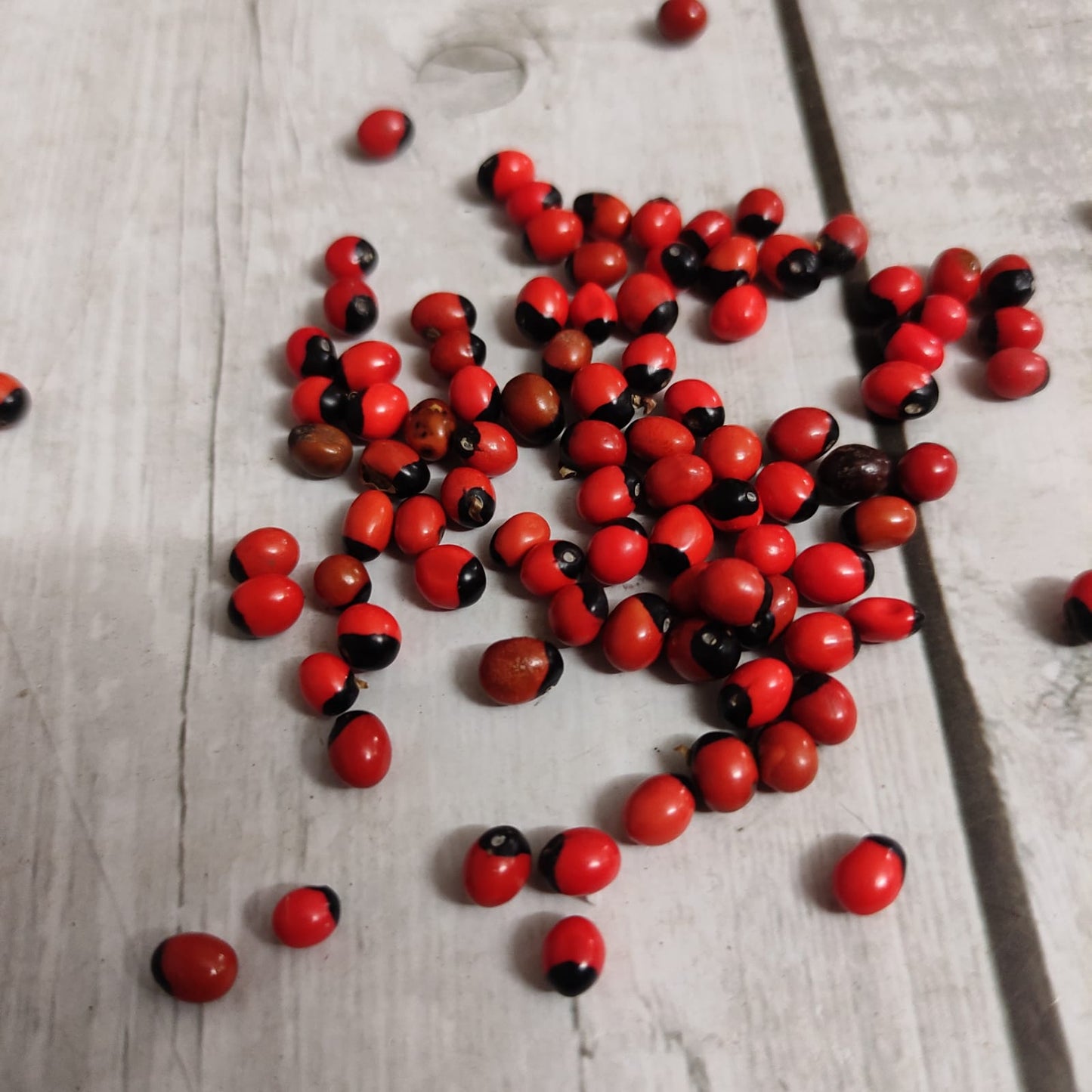 Kundumani | Red Gaungchi Seeds | Pillayarkan Seeds - PS1