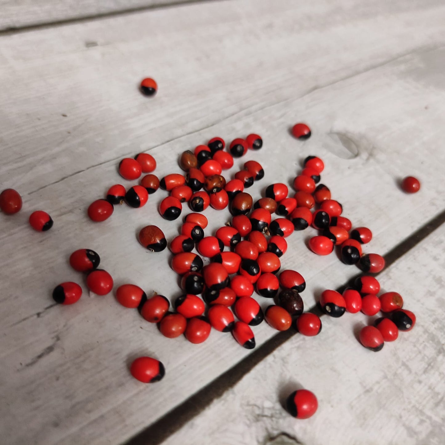 Kundumani | Red Gaungchi Seeds | Pillayarkan Seeds - PS1