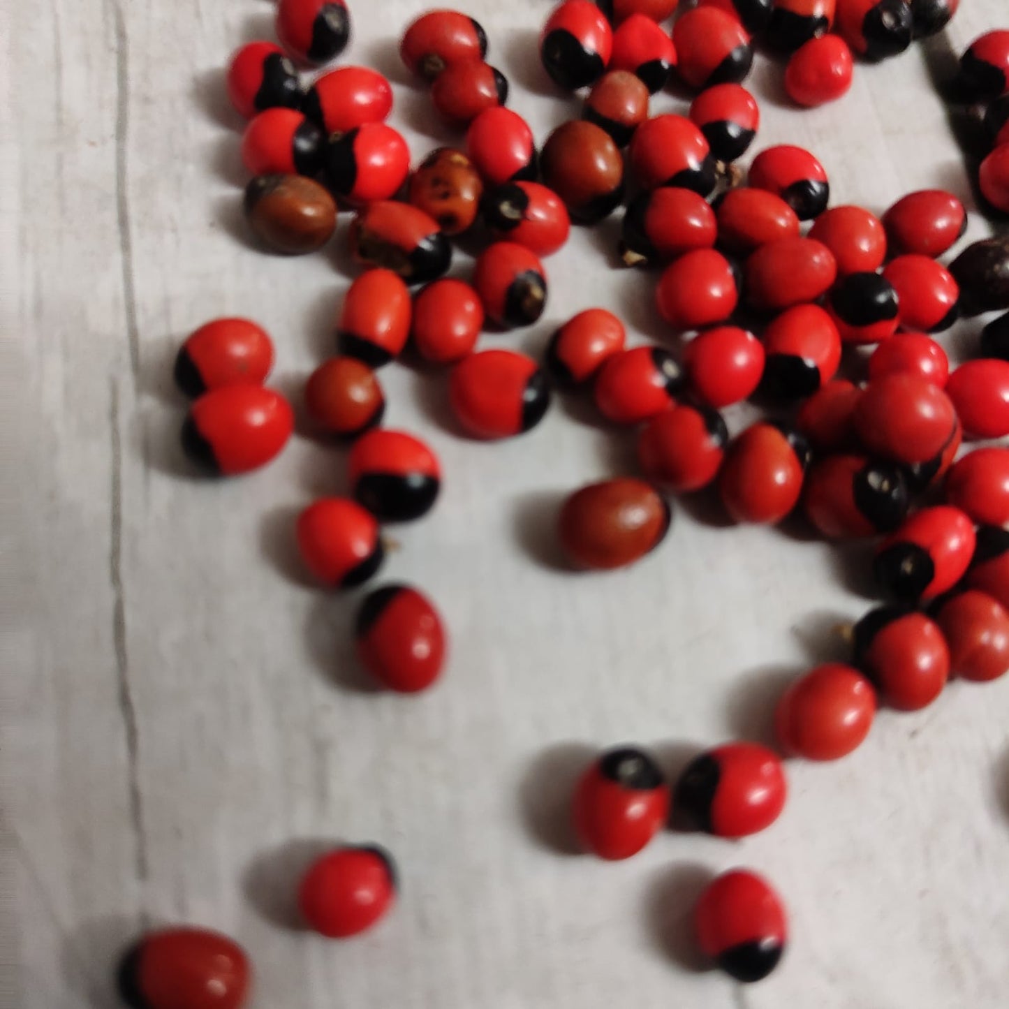 Kundumani | Red Gaungchi Seeds | Pillayarkan Seeds - PS1