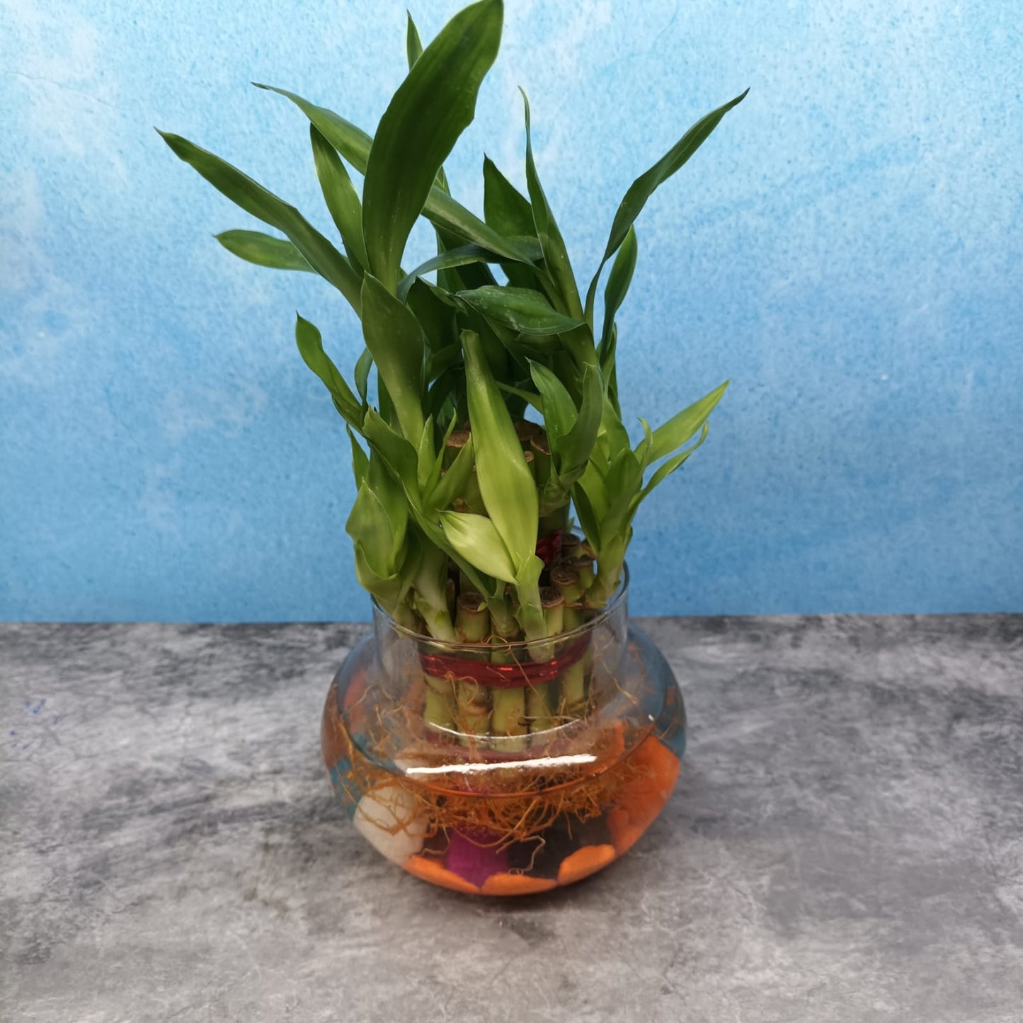 Bamboo with Glass Bowl and Pebbles - LB2