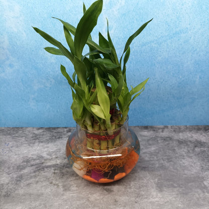 Bamboo with Glass Bowl and Pebbles - LB2
