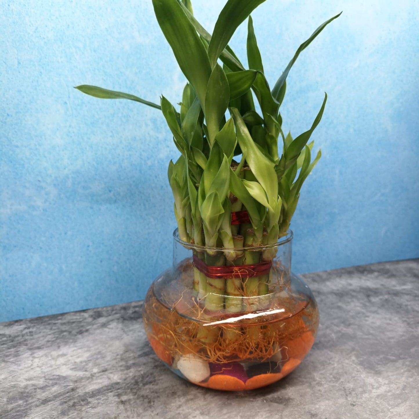 Bamboo with Glass Bowl and Pebbles - LB2