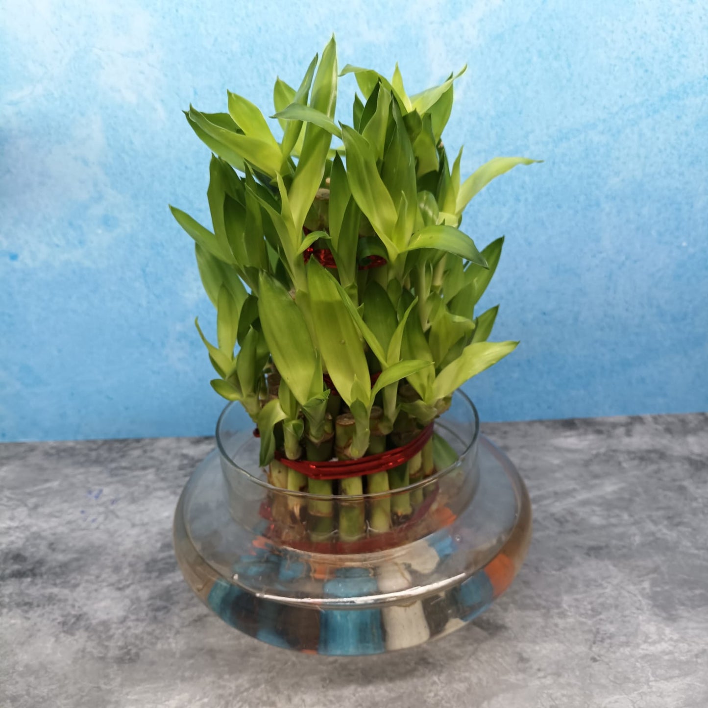 Bamboo with Glass Bowl and Pebbles - LB1