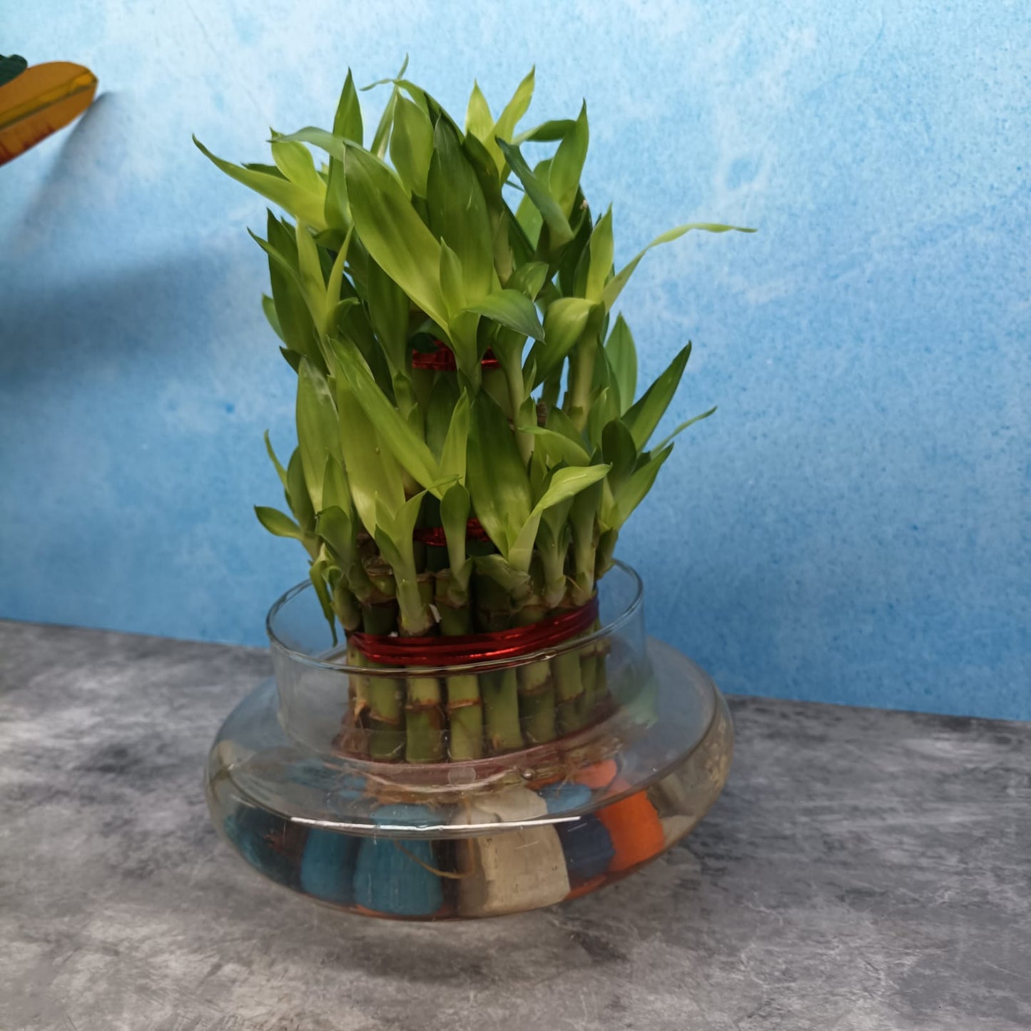 Bamboo with Glass Bowl and Pebbles - LB1