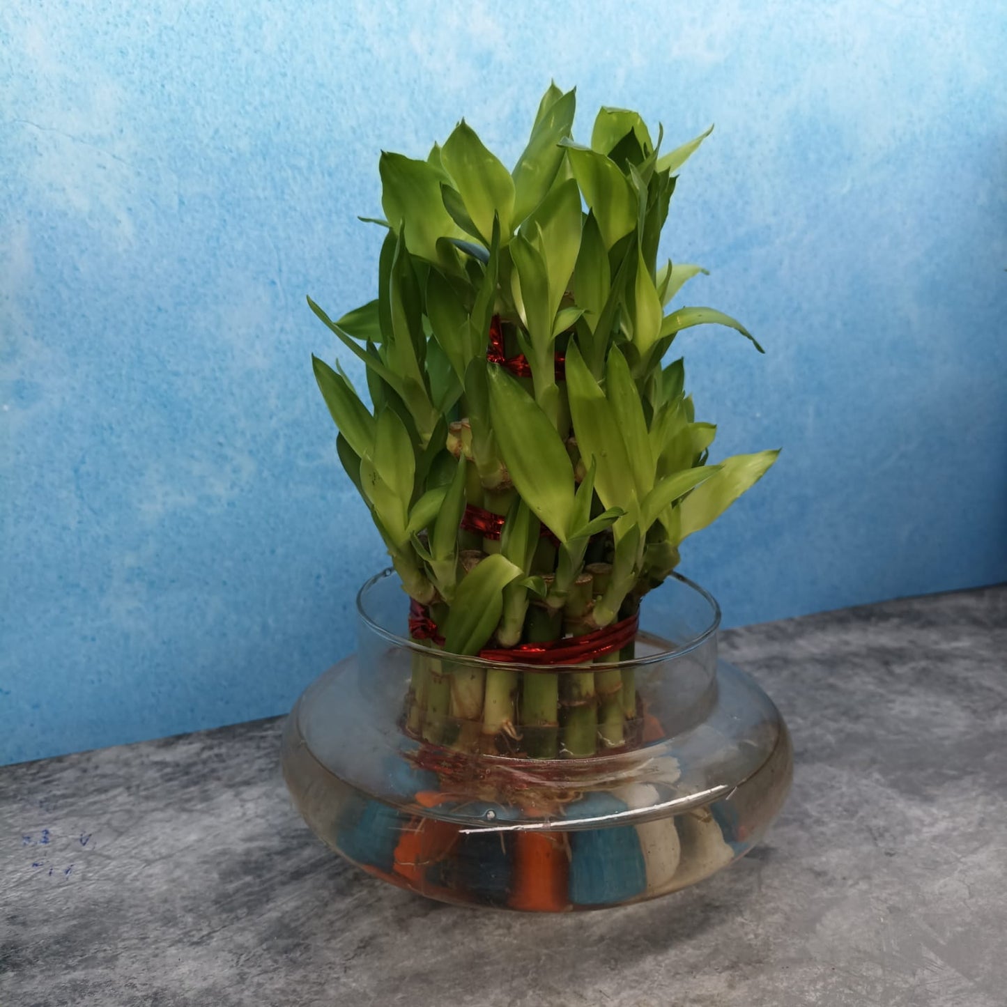 Bamboo with Glass Bowl and Pebbles - LB1