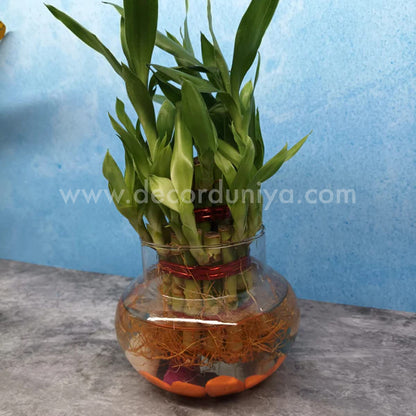 Bamboo with Glass Bowl and Pebbles - LB2