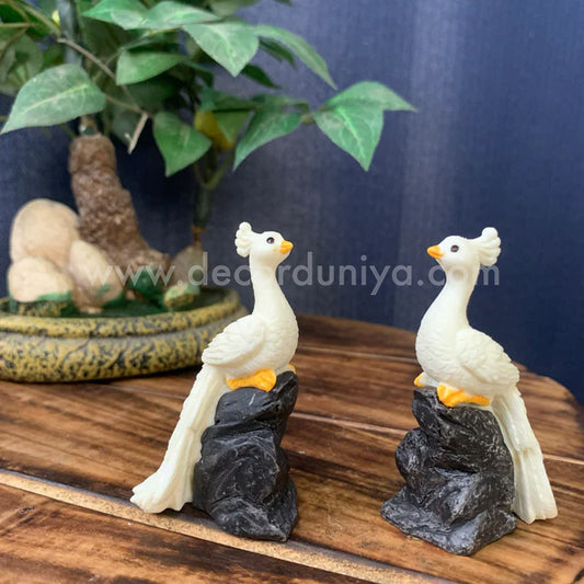 White Peacock on stone - PB04-c