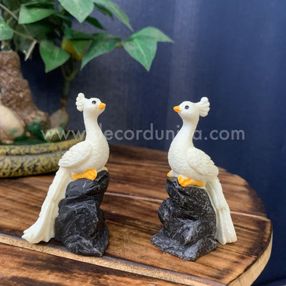 White Peacock on stone - PB04-c