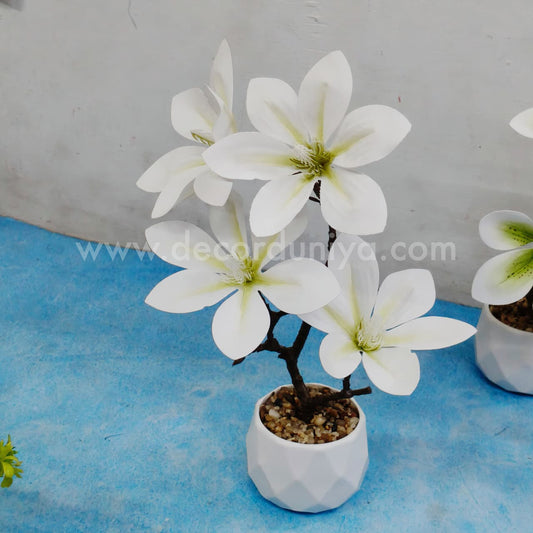 Plants with Flower-FLW13