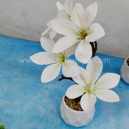 Plants with Flower-FLW13
