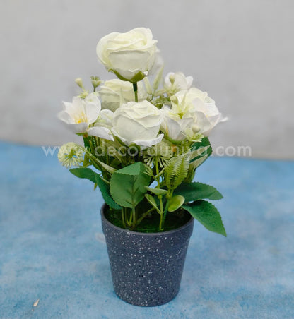 Plants with Flower-BON2