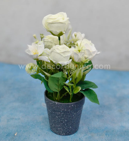 Plants with Flower-BON2