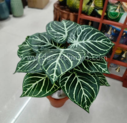 Plants with Flower-FLW5