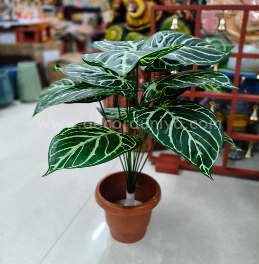 Plants with Flower-FLW5