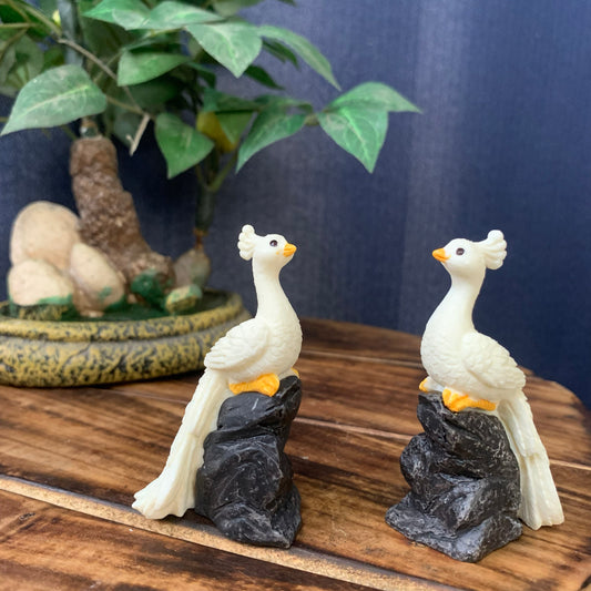 White Peacock on stone - PB04-c